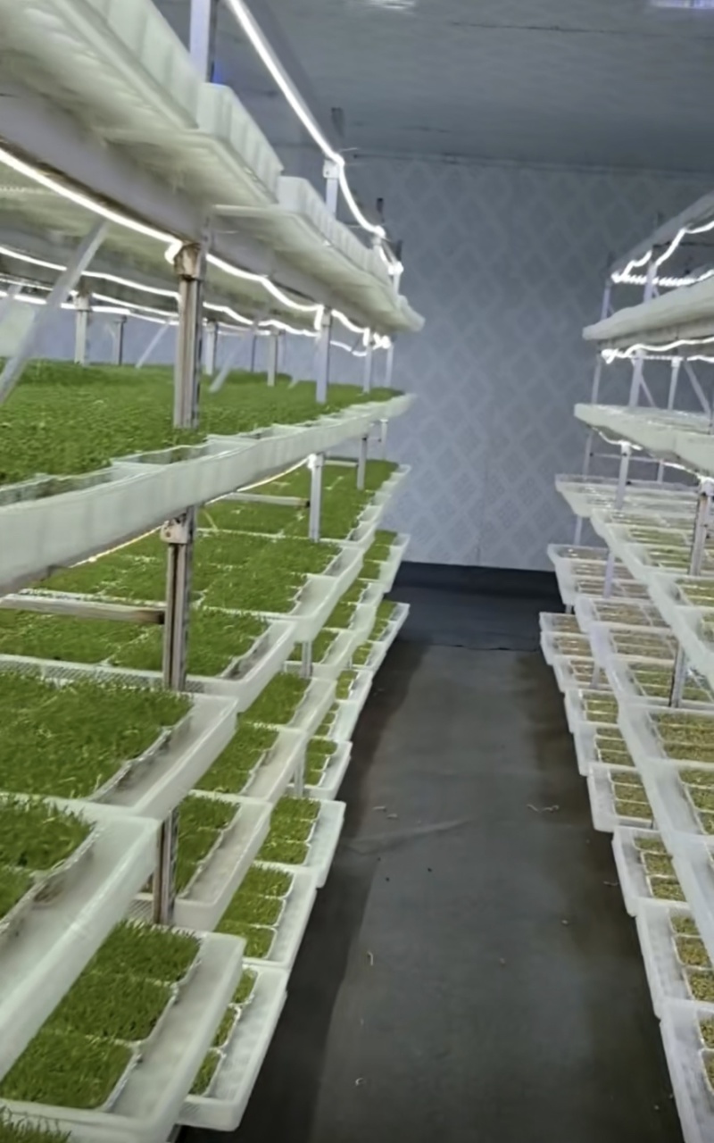 温州地区大量精品芽苗菜可以按要求种植定做规格