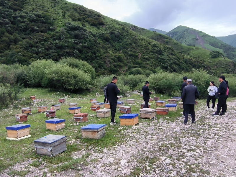 和政高原土蜂蜜，产自海拔2000米以上太子山天然林区！