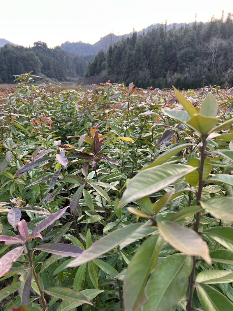 木荷苗自家基地种的没有中间商