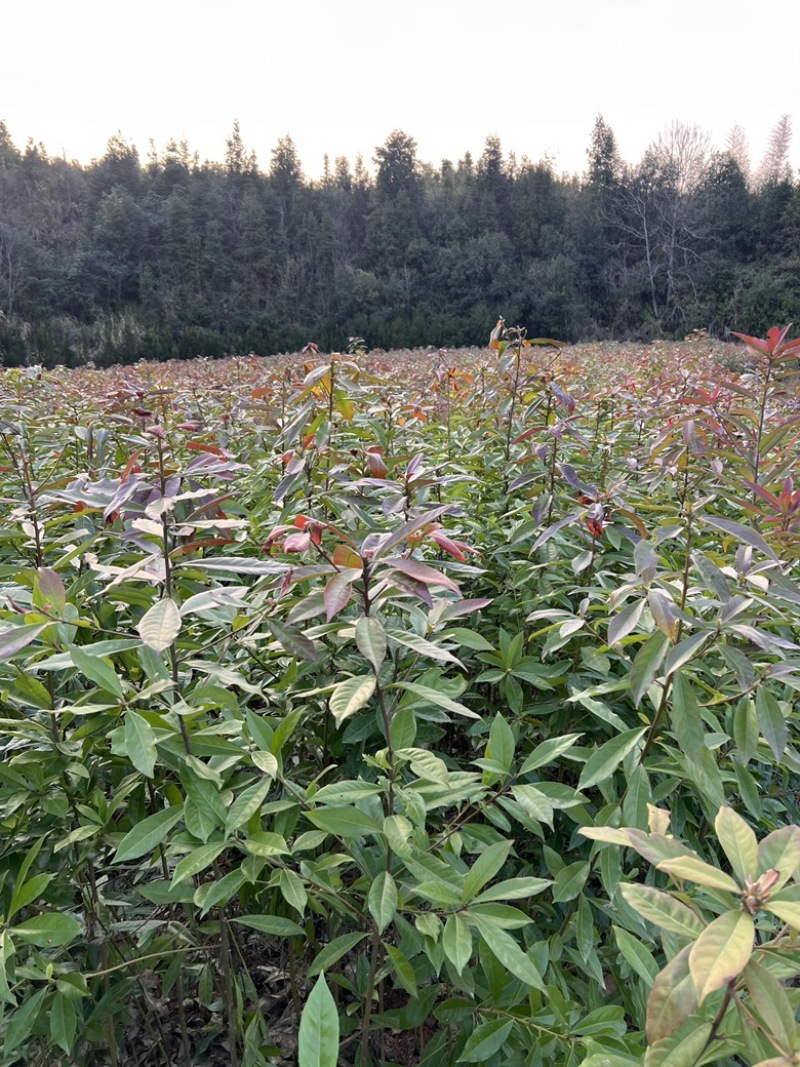木荷苗自家基地种的没有中间商