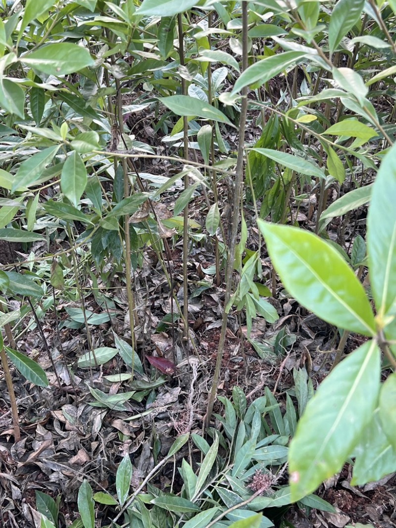 木荷苗自家基地种的没有中间商