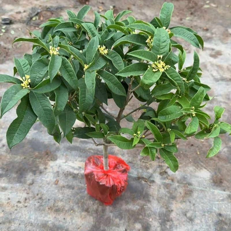 金桂花丹桂沉香桂日香桂花小苗盆栽地栽树苗四季桂包邮包成活