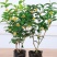 金桂花丹桂沉香桂日香桂花小苗盆栽地栽树苗四季桂包邮包成活