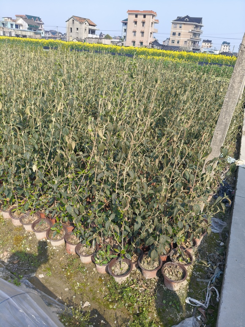 中华木绣球180杯，基地有量，欢迎来一亩田订购。