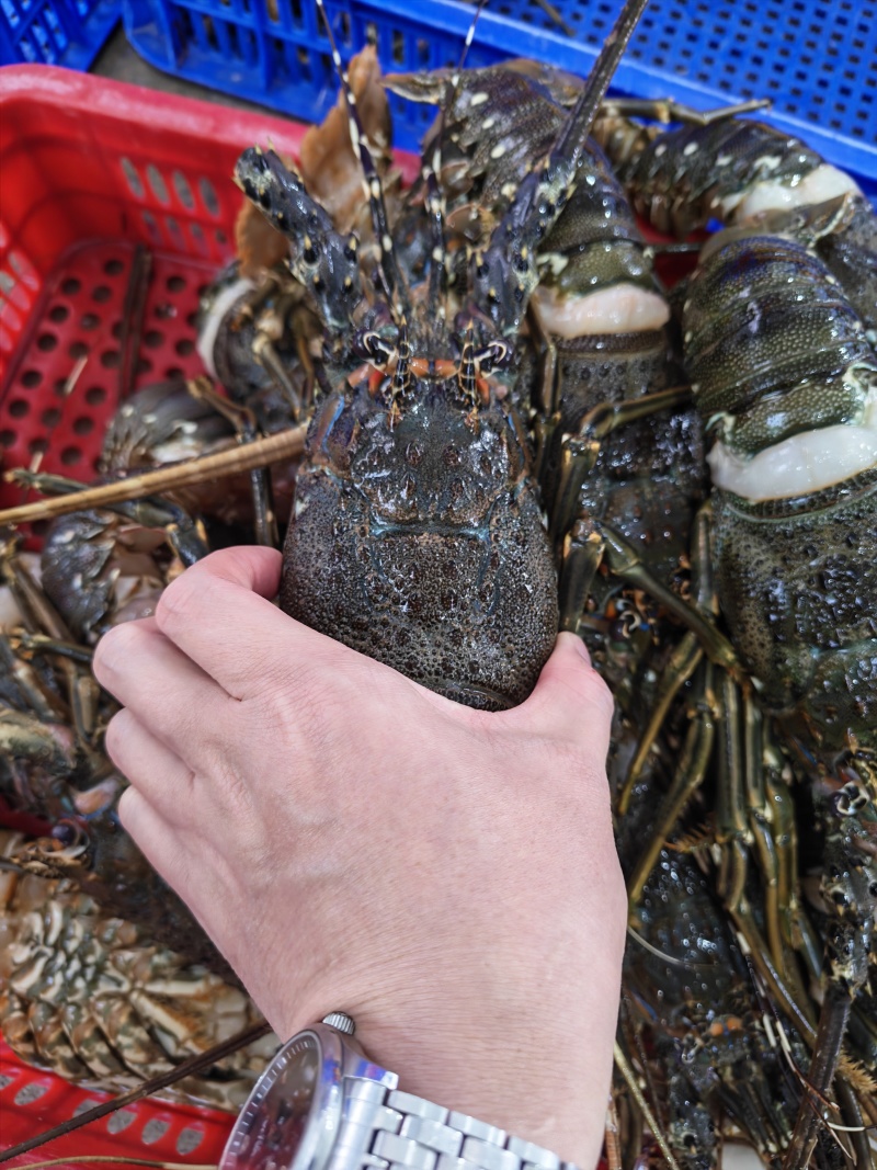 A级精品冷冻小青龙