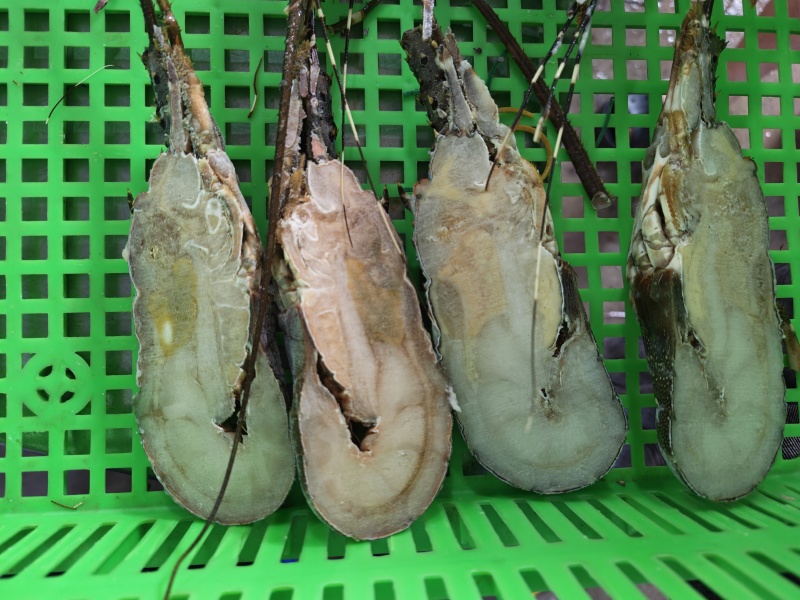 A级精品冷冻小青龙