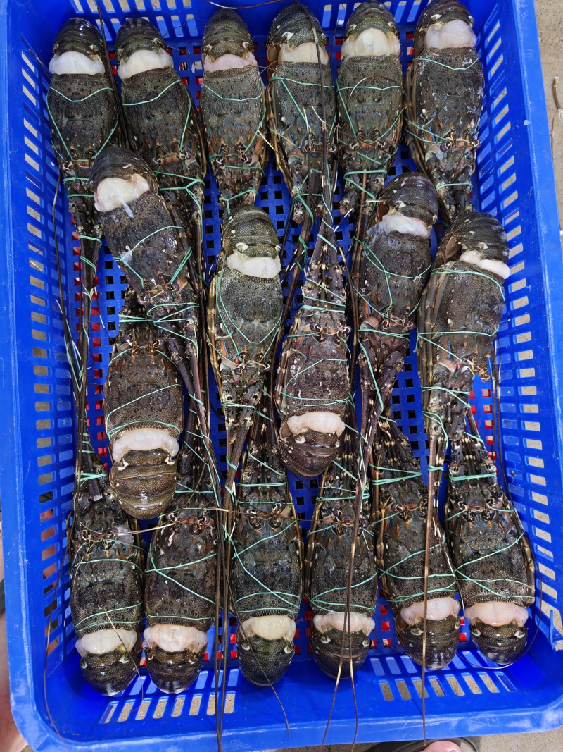 A级精品冷冻小青龙