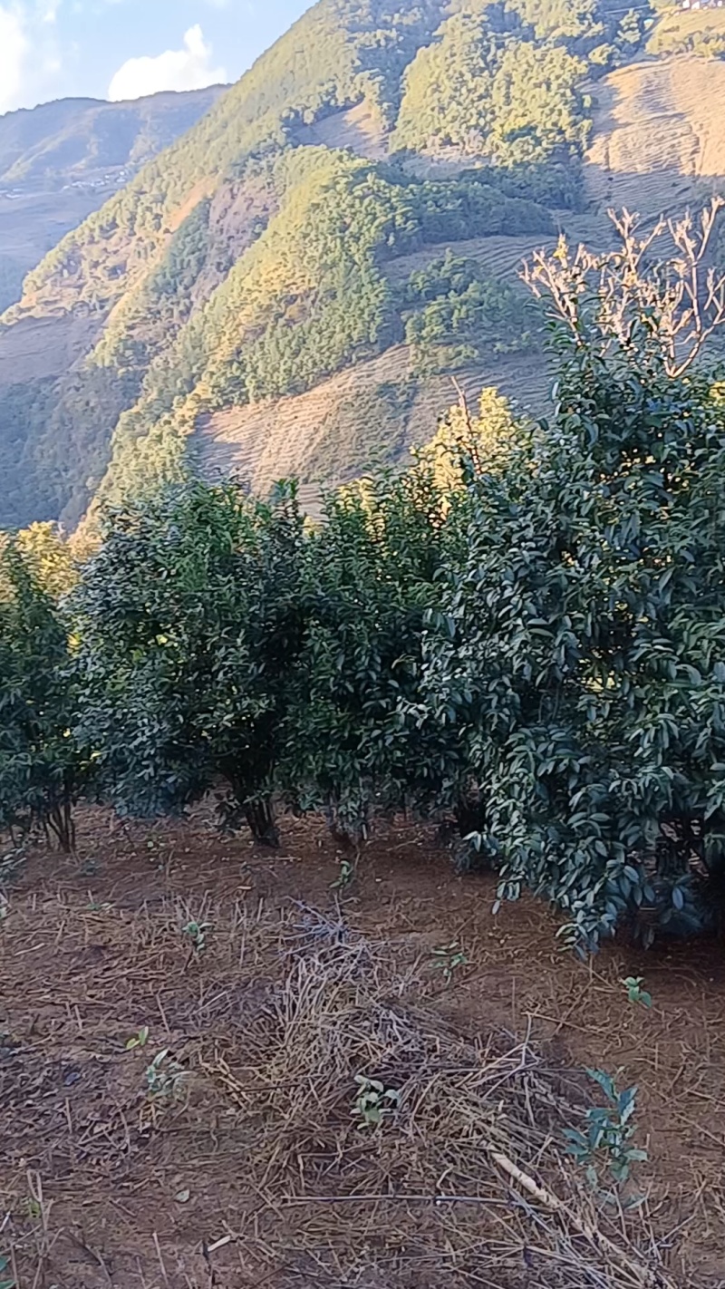 云南大树茶