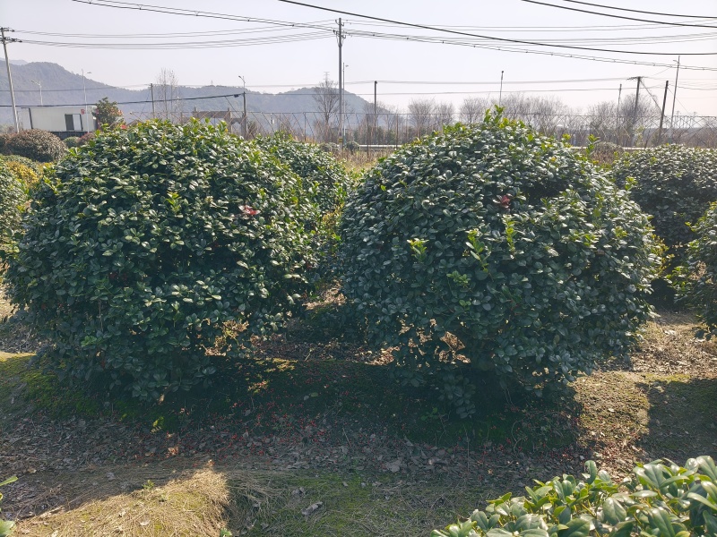 无刺枸骨球冠幅1.5m、1.8m、2m基地有量欢迎订购。