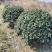 无刺枸骨球冠幅1.5m、1.8m、2m基地有量欢迎订购。
