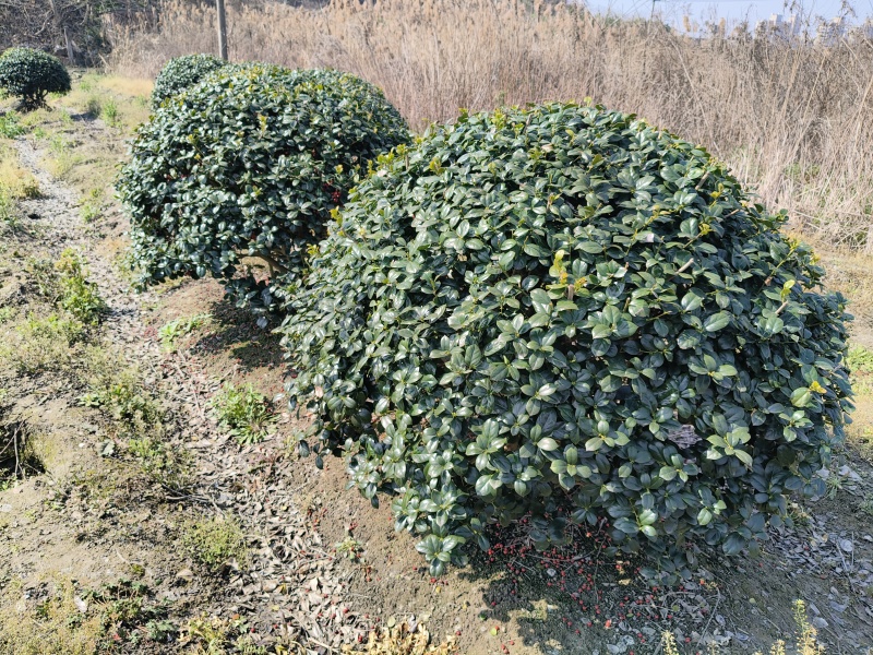 无刺枸骨球冠幅1.5m、1.8m、2m基地有量欢迎订购。