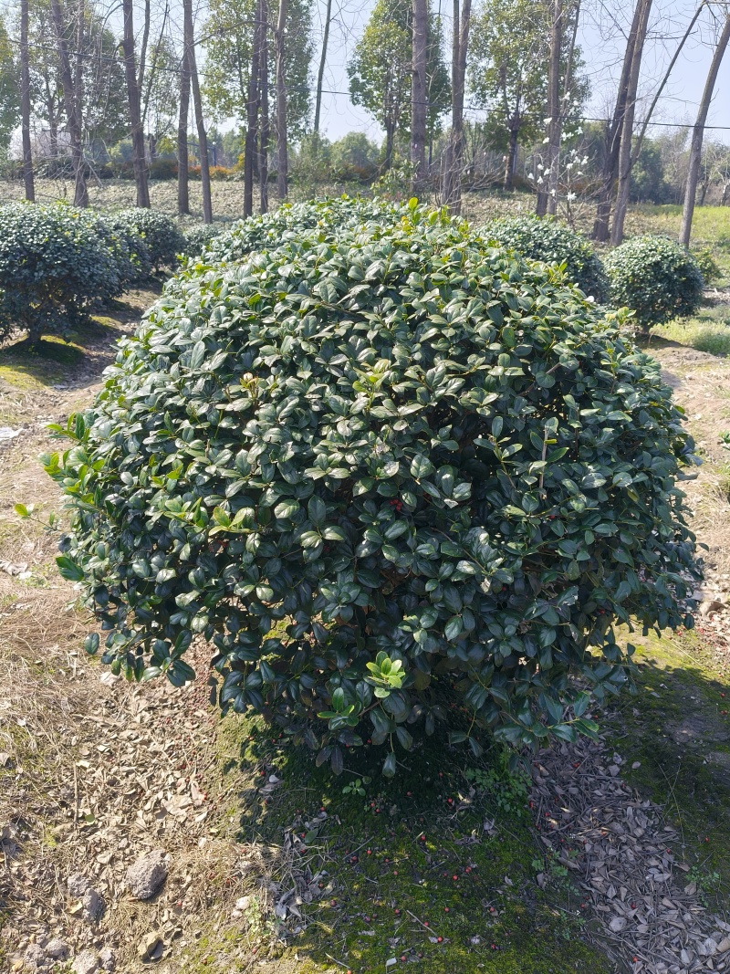 无刺枸骨球冠幅1.5m、1.8m、2m基地有量欢迎订购。