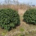 无刺枸骨球冠幅1.5m、1.8m、2m基地有量欢迎订购。
