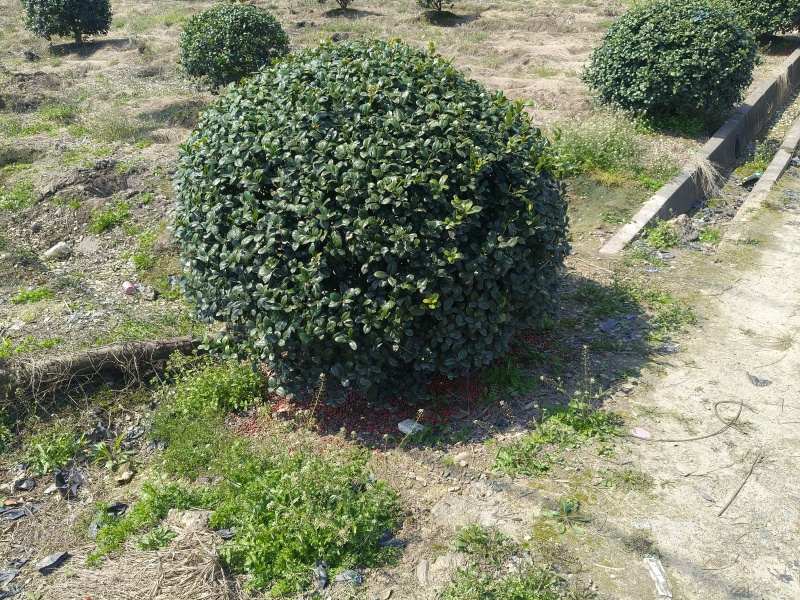 无刺枸骨球冠幅1.5m、1.8m、2m基地有量欢迎订购。