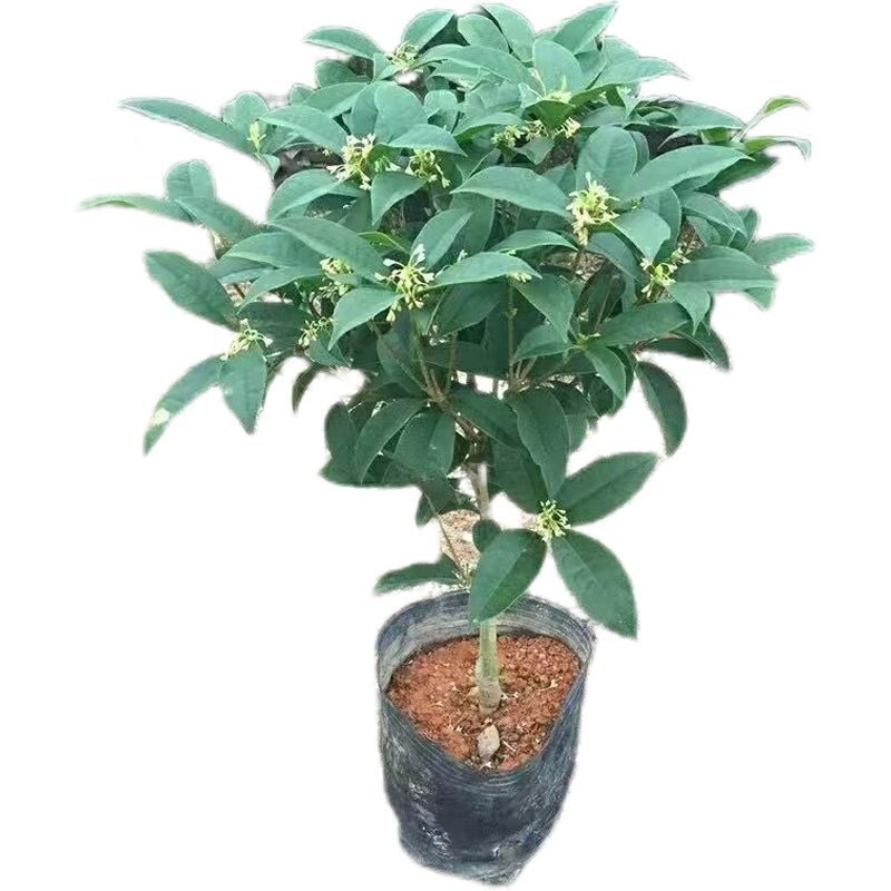 金桂花丹桂沉香桂日香桂花盆栽地栽四季桂包邮包成活