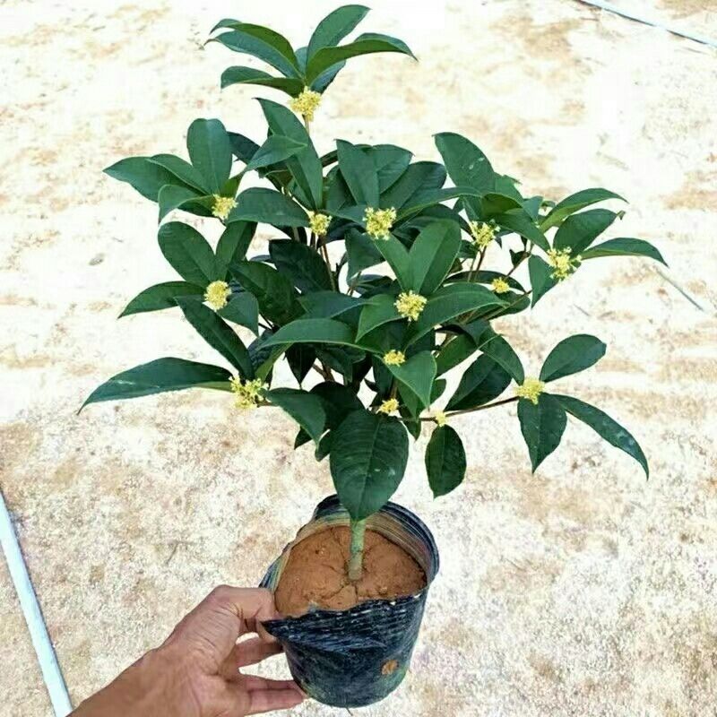 金桂花丹桂沉香桂日香桂花盆栽地栽四季桂包邮包成活