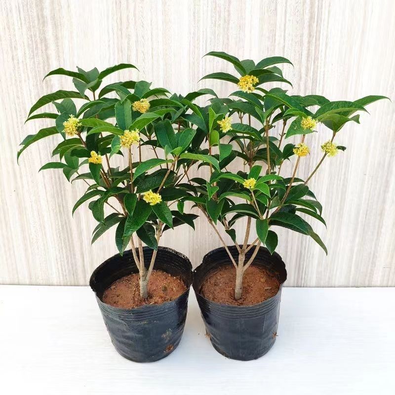 金桂花丹桂沉香桂日香桂花盆栽地栽四季桂包邮包成活