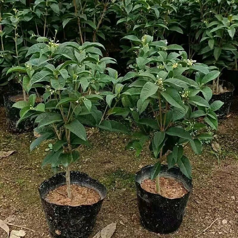 金桂花丹桂沉香桂日香桂花小苗盆栽地栽树苗四季桂包邮包成活