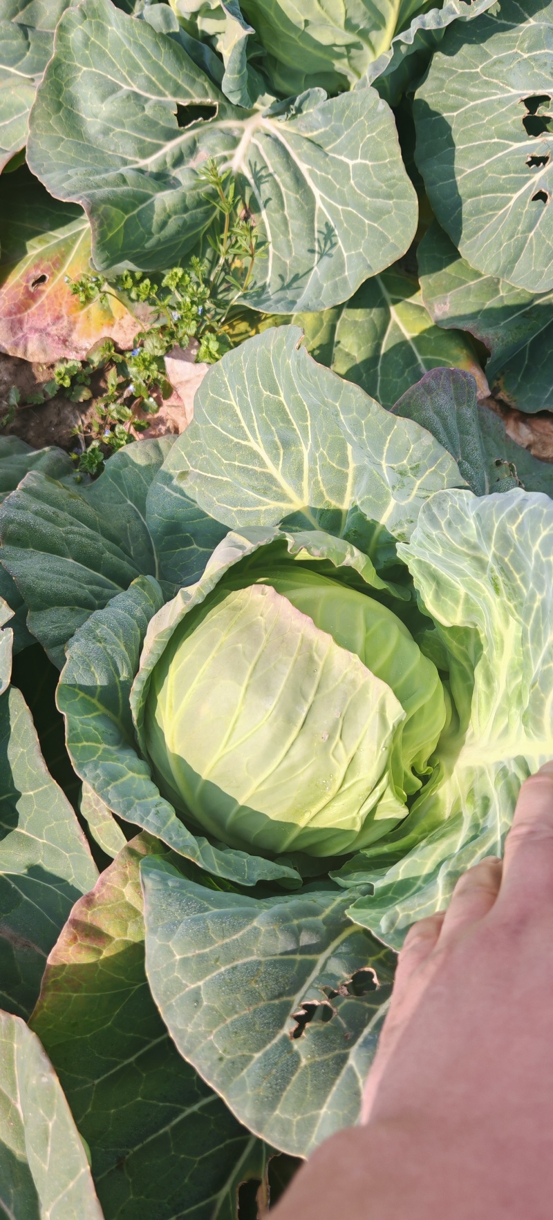精品甘蓝