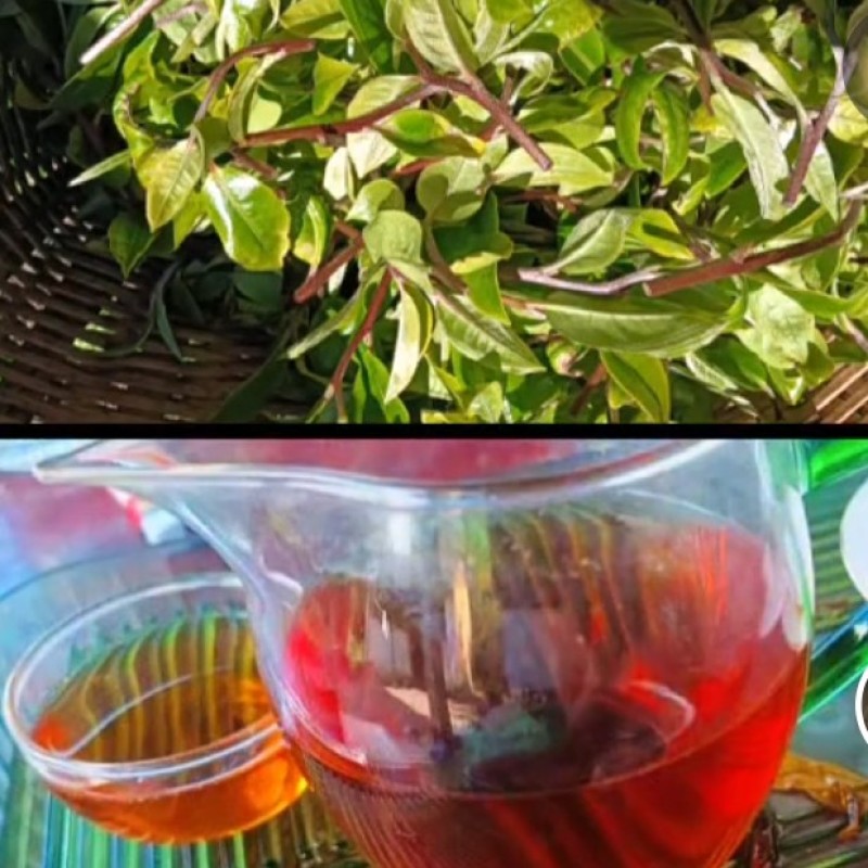 古树红茶