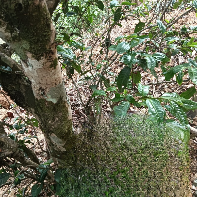 古树红茶