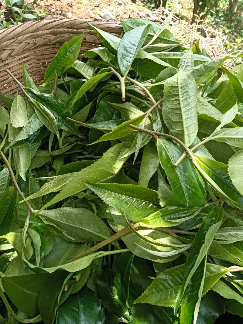 古树红茶