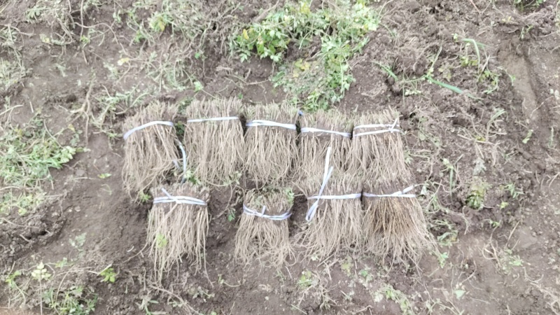 甘肃岷县当归苗岀售，一袋价格250元左右