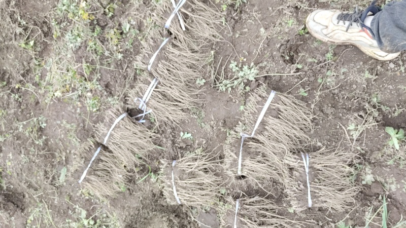 甘肃岷县当归苗岀售，一袋价格250元左右