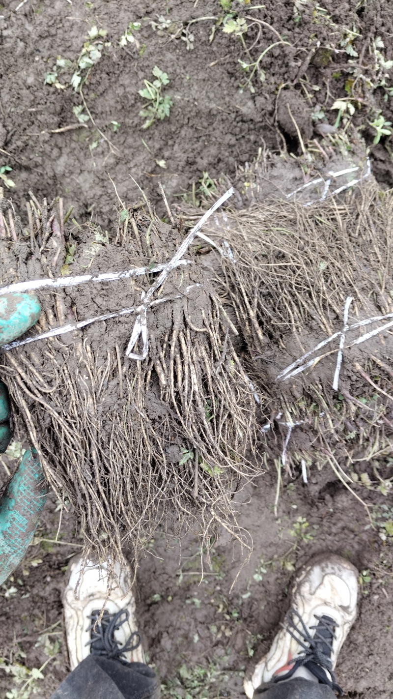 甘肃岷县当归苗岀售，一袋价格250元左右