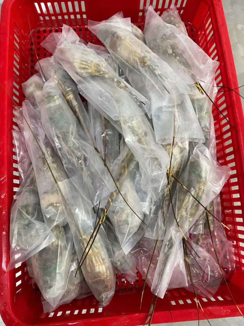 A级精品冷冻小青龙