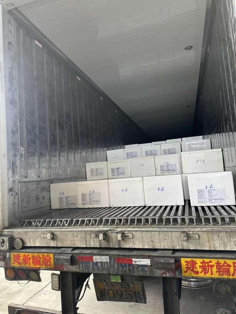 A级精品冷冻小青龙