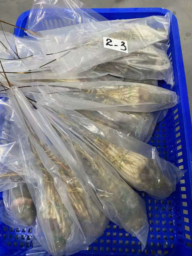 A级精品冷冻小青龙