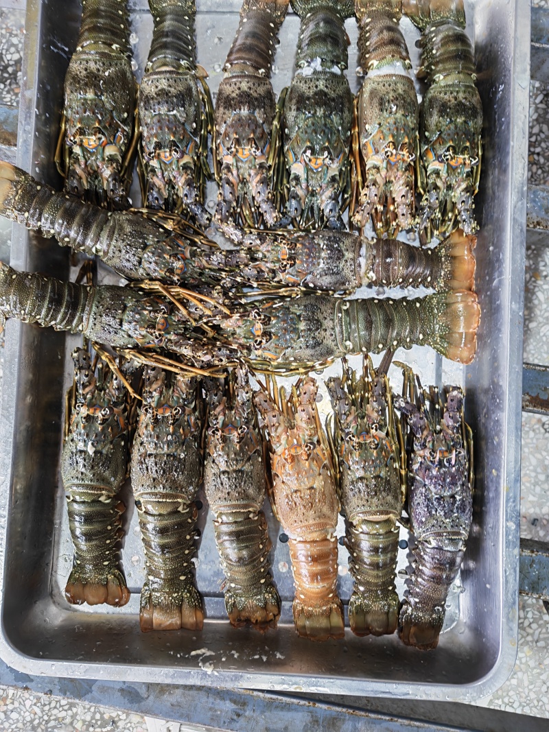 A级精品冷冻小青龙