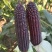 珍珠糯8号黑甜糯玉米种子富含花青素国审玉春秋可播种黑玉