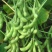 开科源3号毛豆种子大荚翠绿青毛豆种籽春毛豆种子