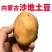 《热卖》内蒙古沃土五号土豆大量上市基地直发对接全国一条龙