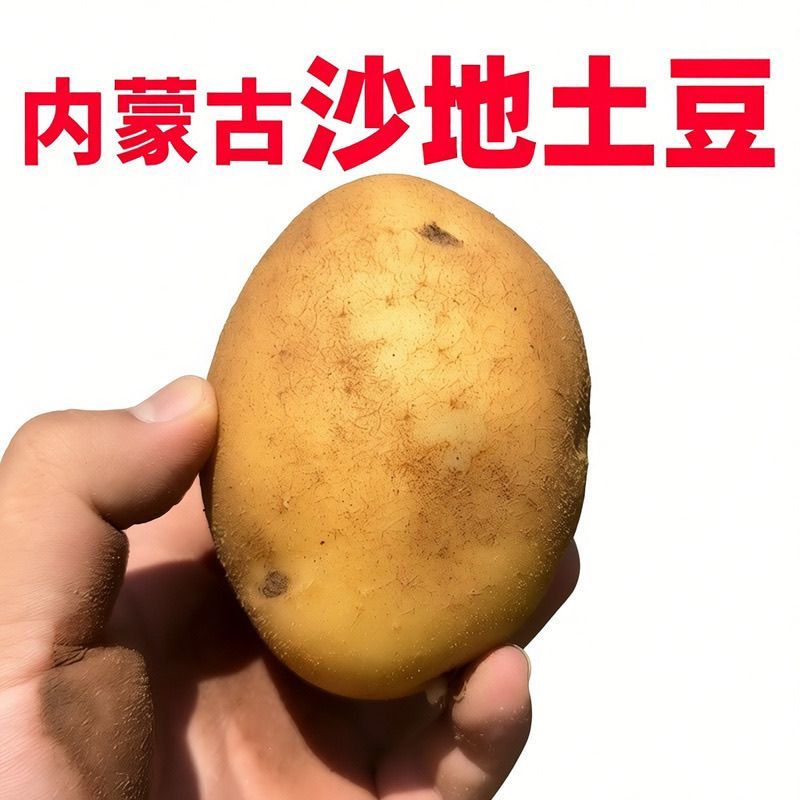 《热卖》内蒙古沃土五号土豆大量上市基地直发对接全国一条龙