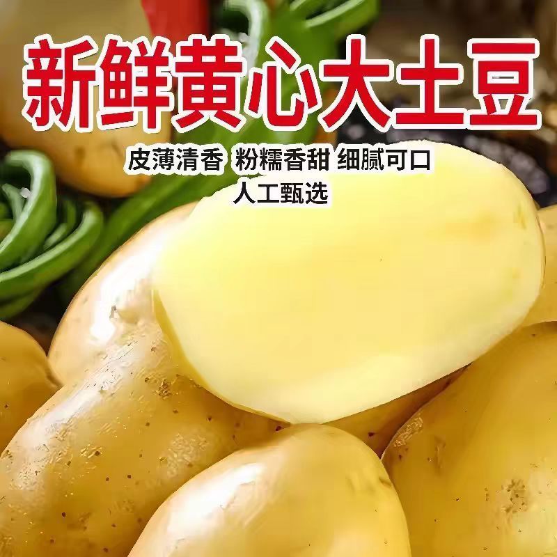 《热卖》内蒙古沃土五号土豆大量上市基地直发对接全国一条龙