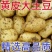 《热卖》内蒙古沃土五号土豆大量上市基地直发对接全国一条龙