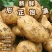 《热卖》内蒙古沃土五号土豆大量上市基地直发对接全国一条龙