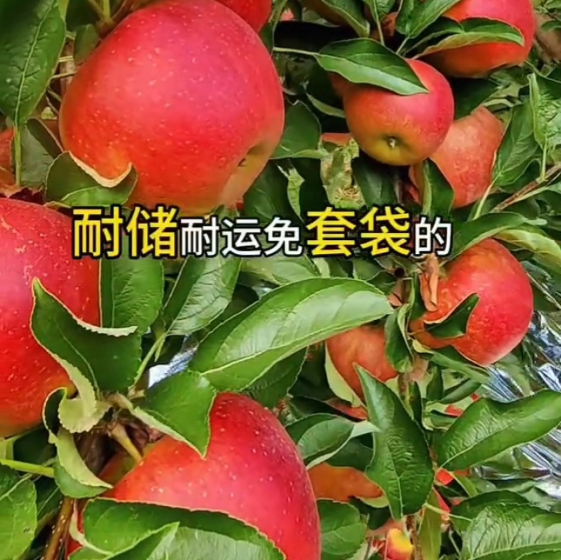 秋映苹果树苗，也叫丑果苗