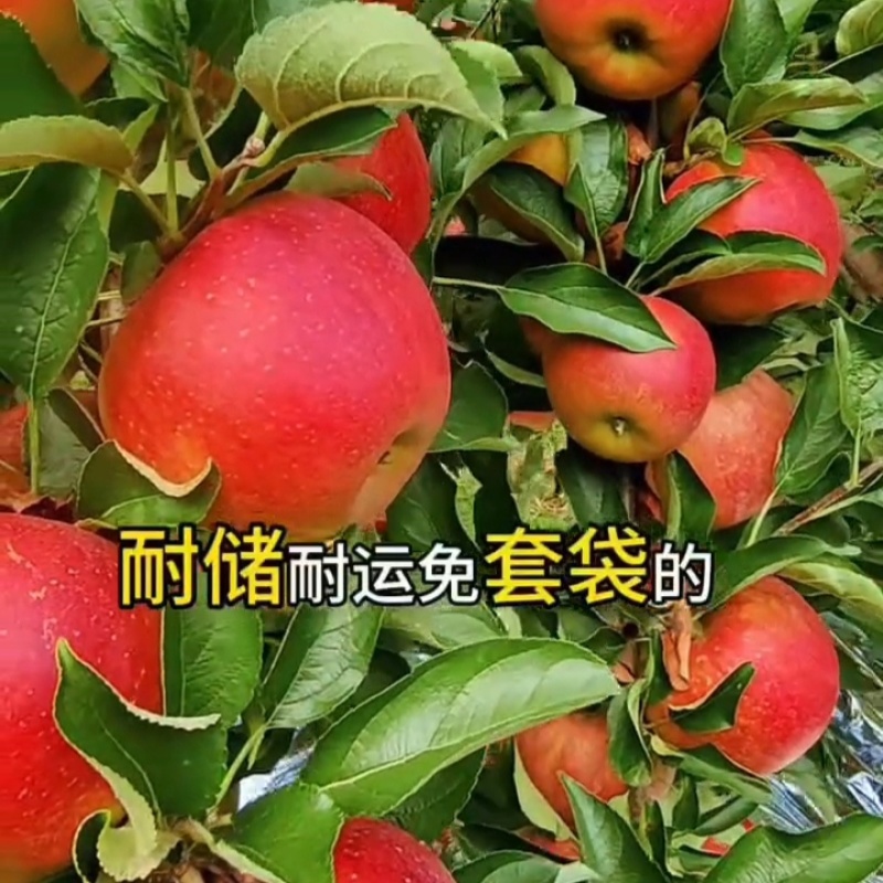 秋映苹果树苗，也叫丑果苗