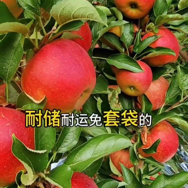 秋映苹果树苗，也叫丑果苗
