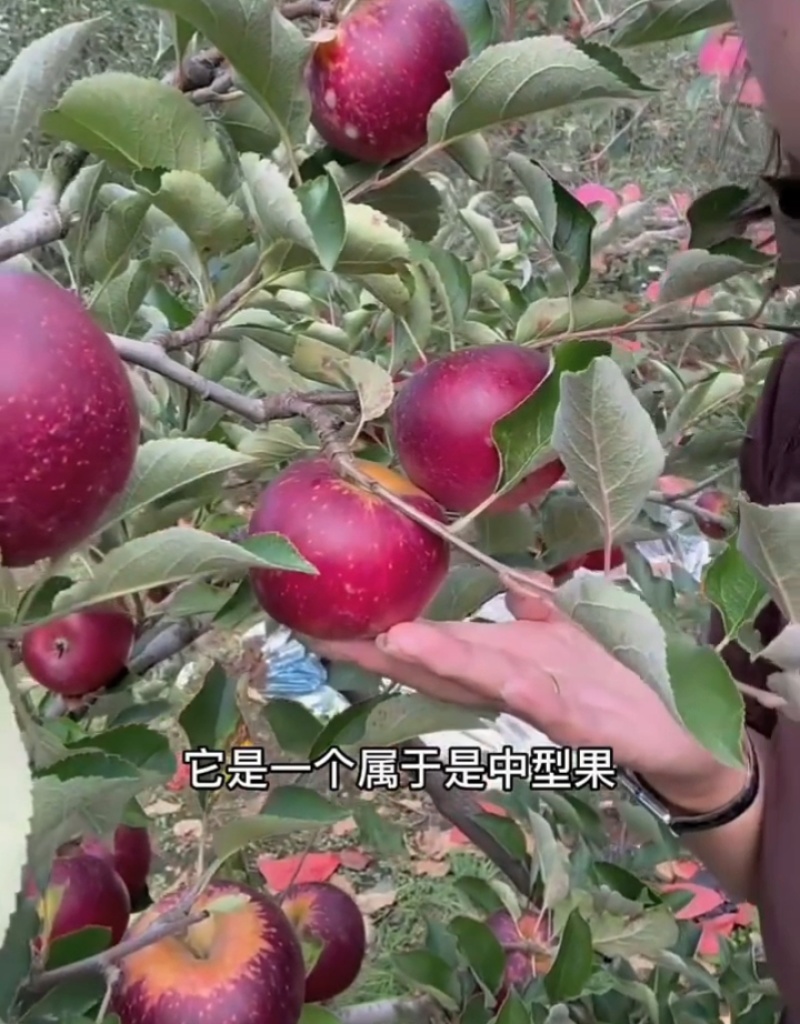 秋映苹果树苗，也叫丑果苗