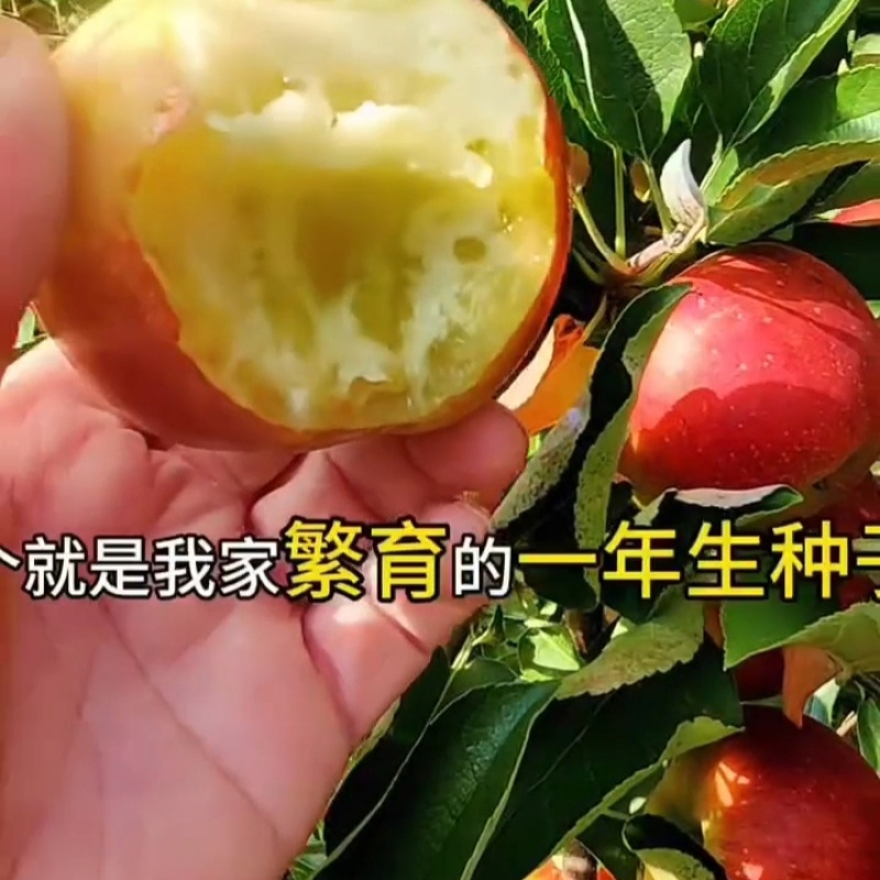 秋映苹果树苗，也叫丑果苗