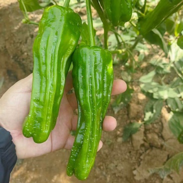 久保田999辣椒种子早熟薄皮辣椒大果泡椒种子高产大青椒种