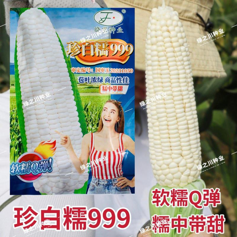 珍白糯999玉米种子软糯Q弹白粘糯玉米种子糯中带甜