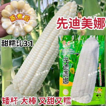 先迪美娜甜糯玉米种子矮杆大棒加甜糯玉米种子又甜又糯的玉米