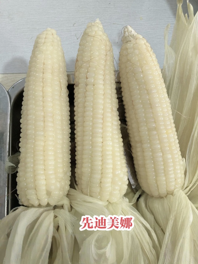 先迪美娜甜糯玉米种子矮杆大棒加甜糯玉米种子又甜又糯的玉米