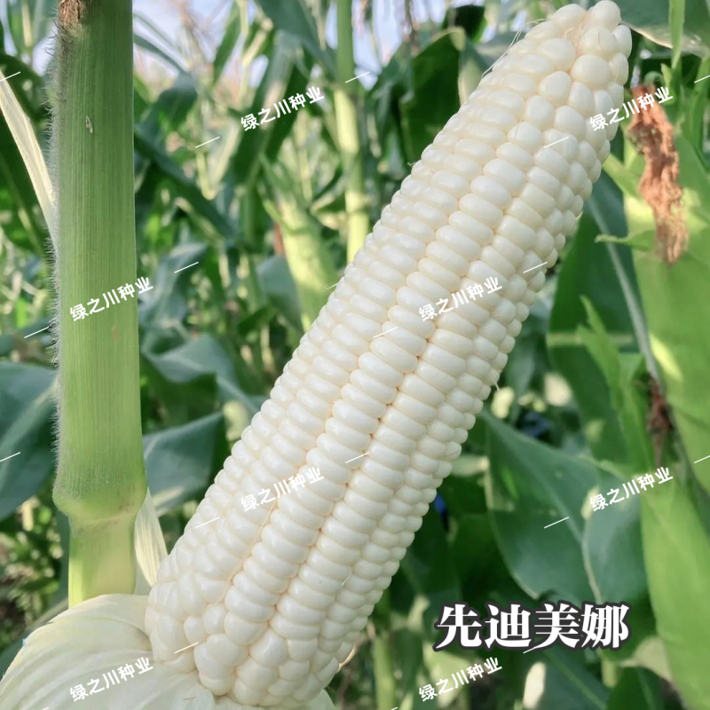 先迪美娜甜糯玉米种子矮杆大棒加甜糯玉米种子又甜又糯的玉米